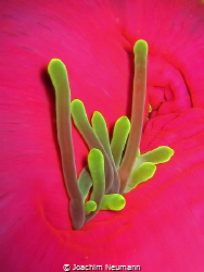 "Green on Pink" - Anemone by Joachim Neumann 